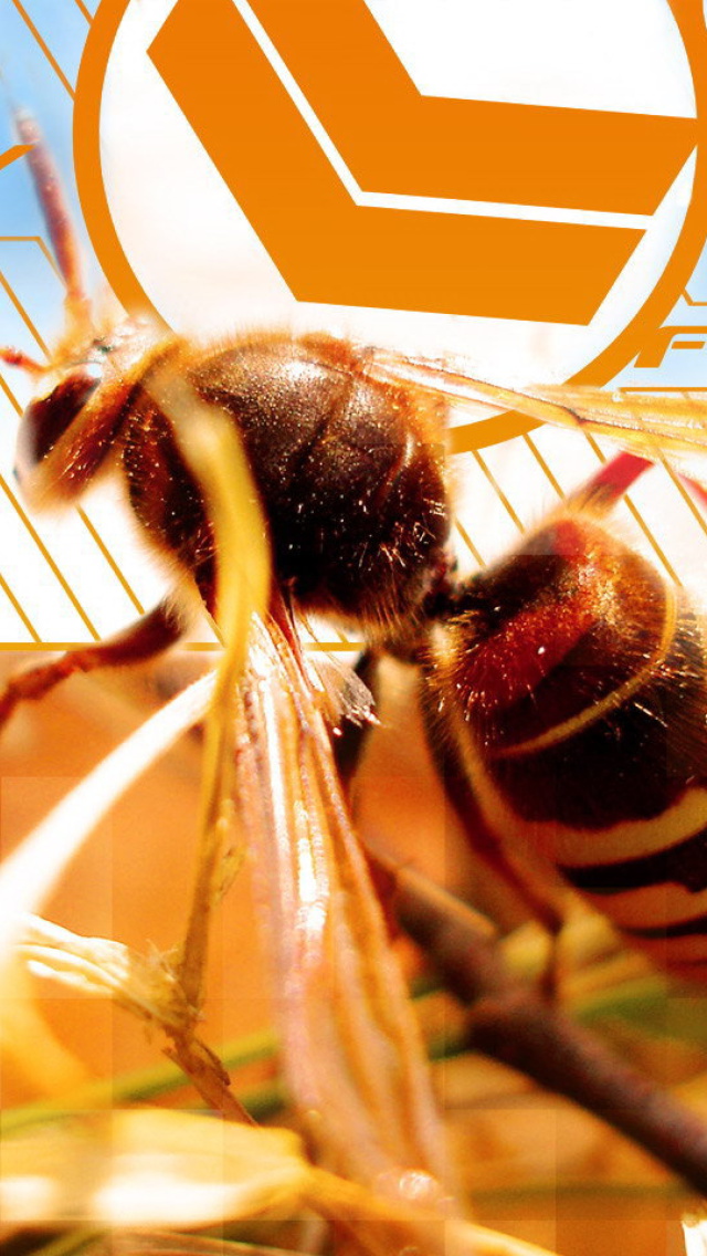 Bee wallpaper 640x1136