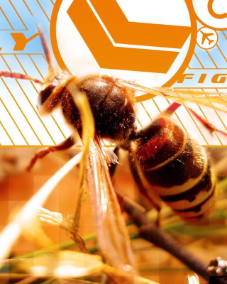 Kostenloses Bee Wallpaper für Motorola Quench XT3
