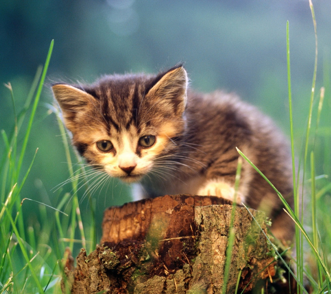 Das Little Cute Kitty Wallpaper 1080x960