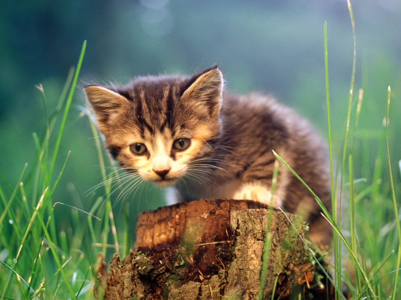 Little Cute Kitty wallpaper 1280x960