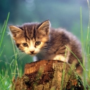Little Cute Kitty screenshot #1 128x128