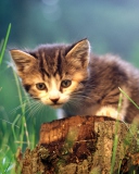 Little Cute Kitty screenshot #1 128x160