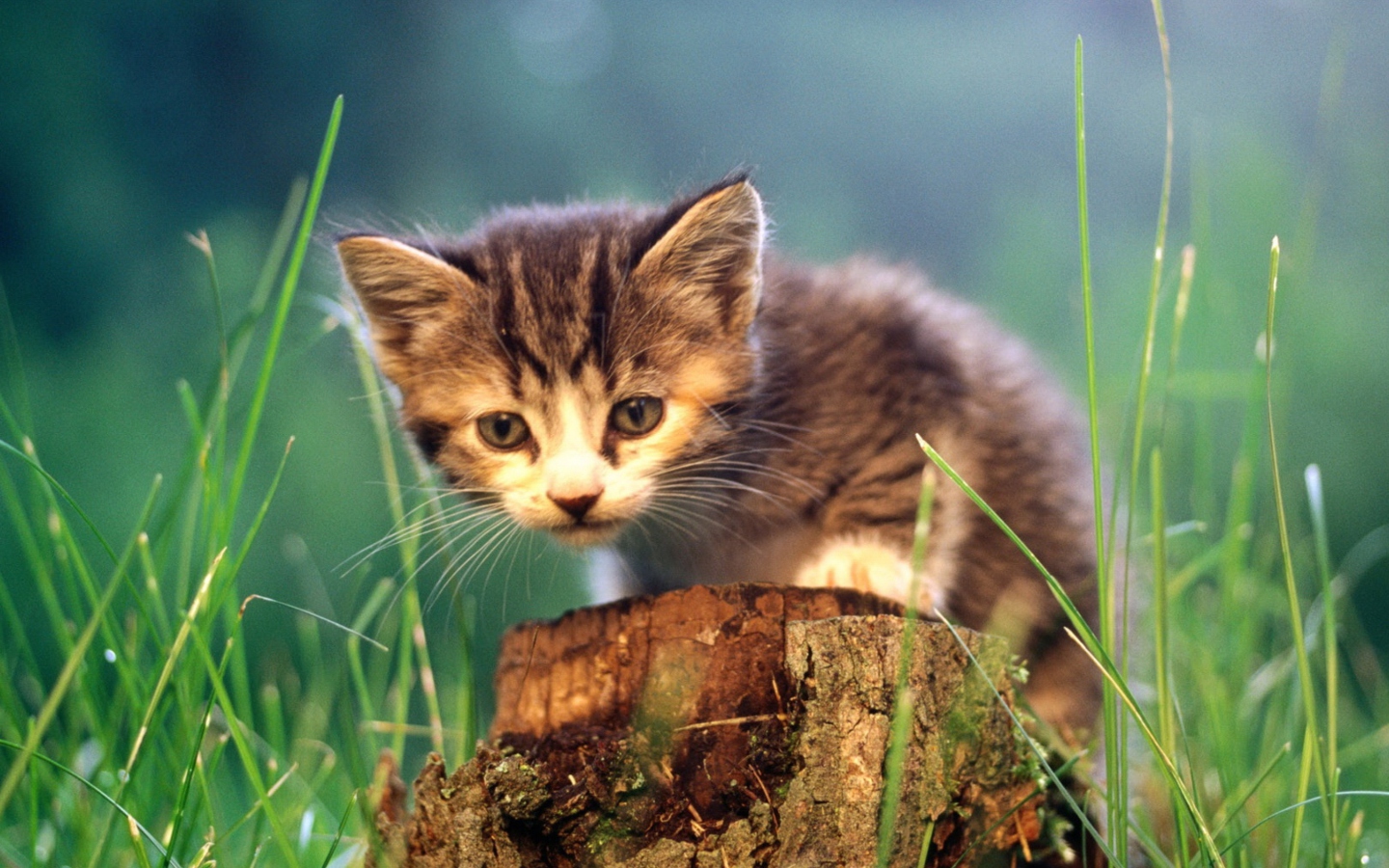 Sfondi Little Cute Kitty 1440x900