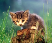 Fondo de pantalla Little Cute Kitty 176x144