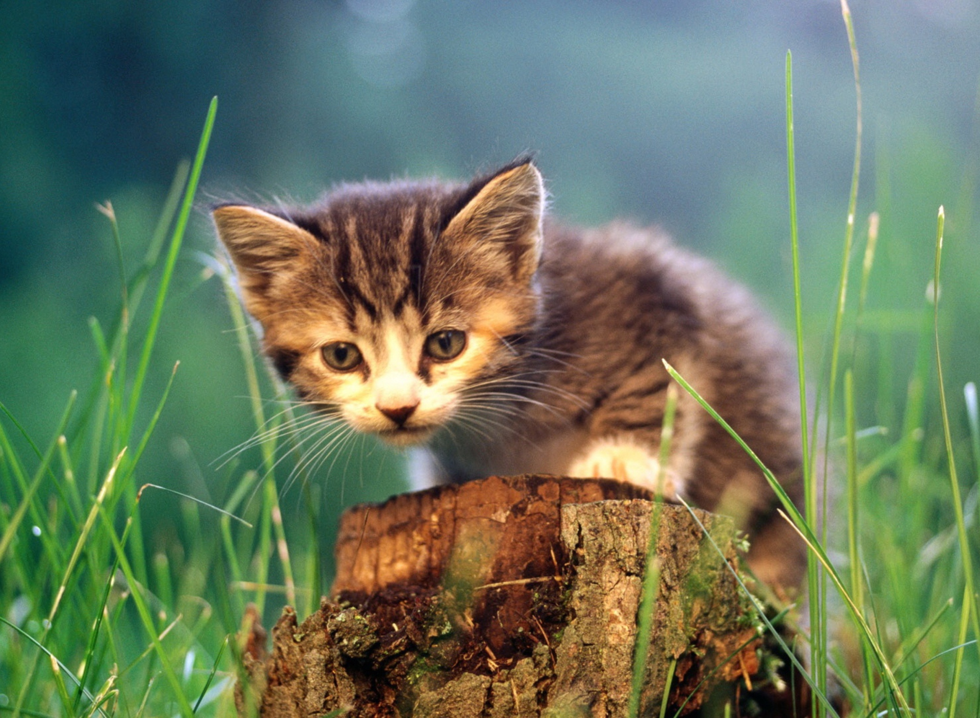 Fondo de pantalla Little Cute Kitty 1920x1408