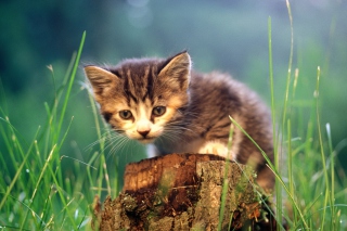 Little Cute Kitty papel de parede para celular 