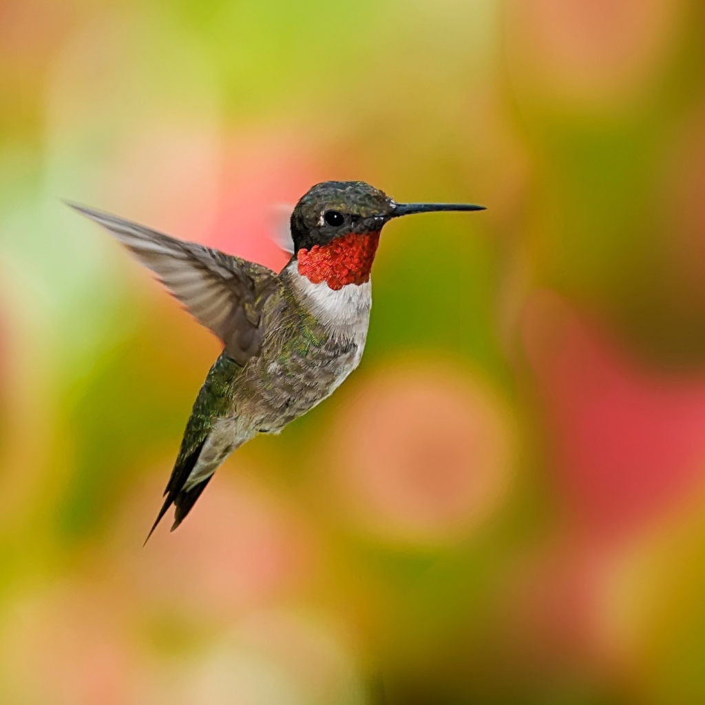 Sfondi Humming Bird 1024x1024