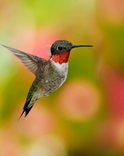 Fondo de pantalla Humming Bird 176x220