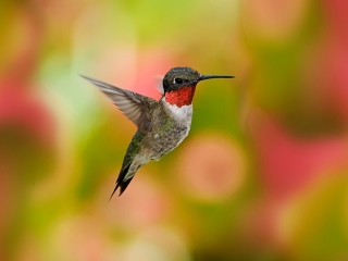 Обои Humming Bird 320x240