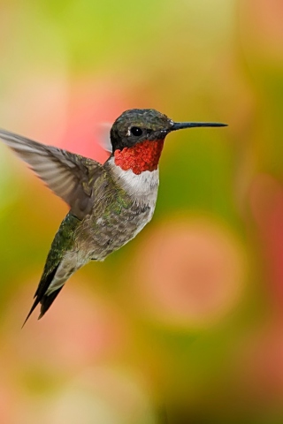 Обои Humming Bird 320x480