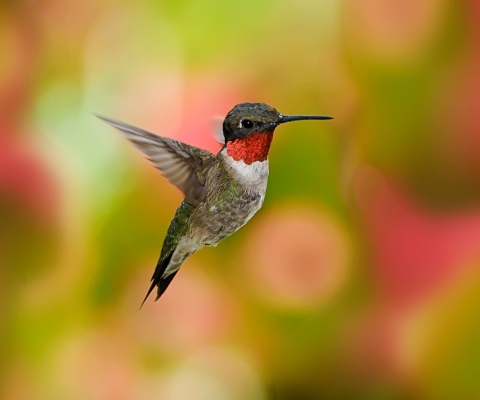 Fondo de pantalla Humming Bird 480x400