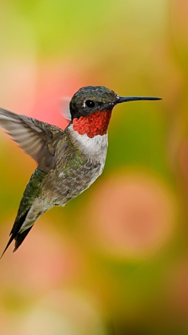 Humming Bird wallpaper 640x1136