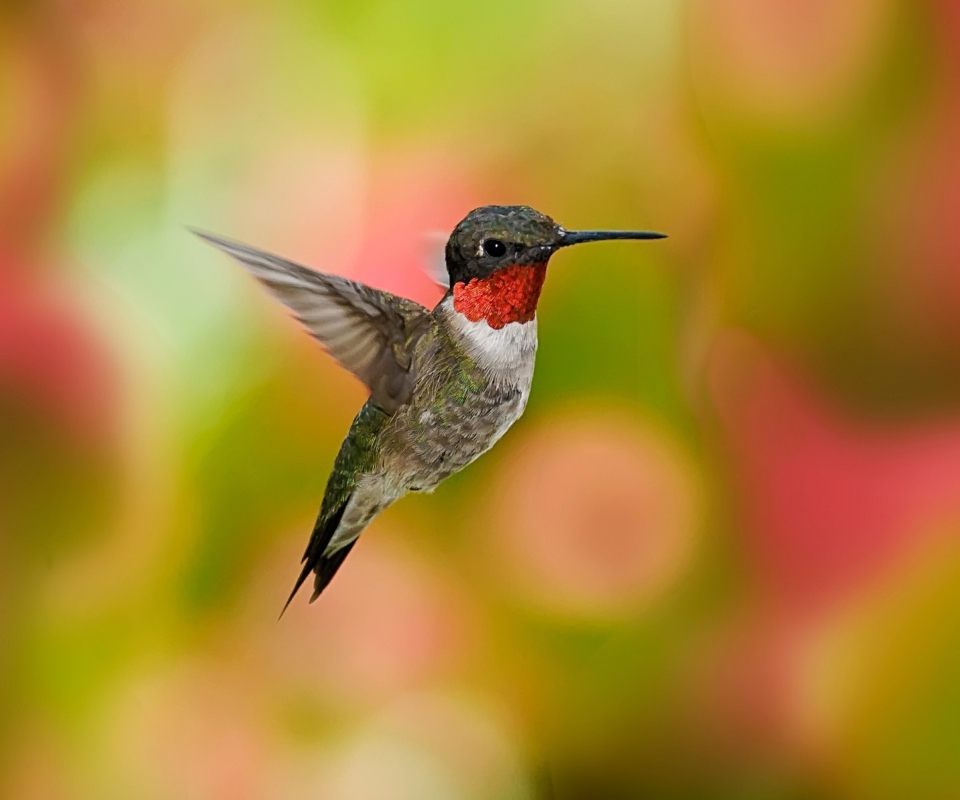 Humming Bird wallpaper 960x800