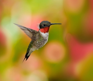 Kostenloses Humming Bird Wallpaper für 1024x1024