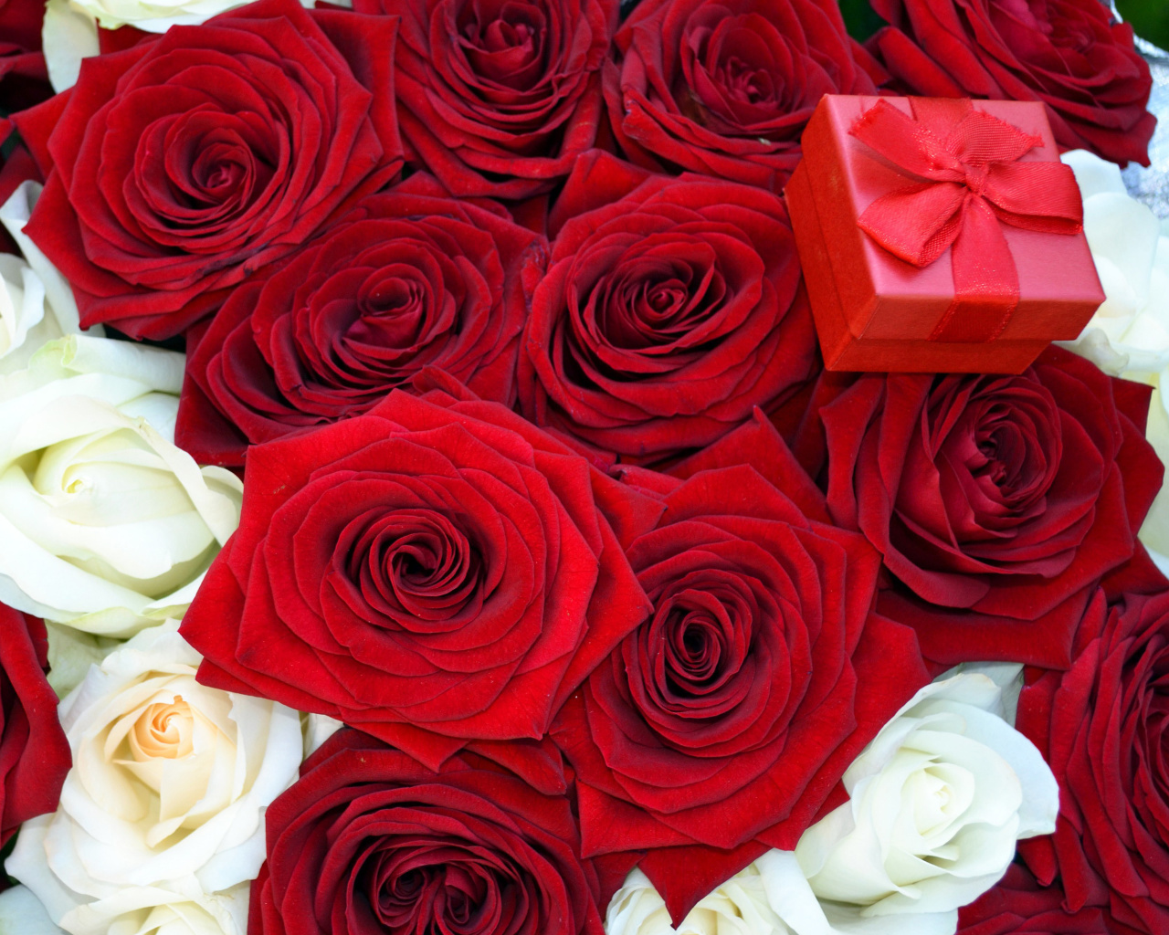 Das Roses for Propose Wallpaper 1280x1024