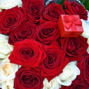 Das Roses for Propose Wallpaper 128x128