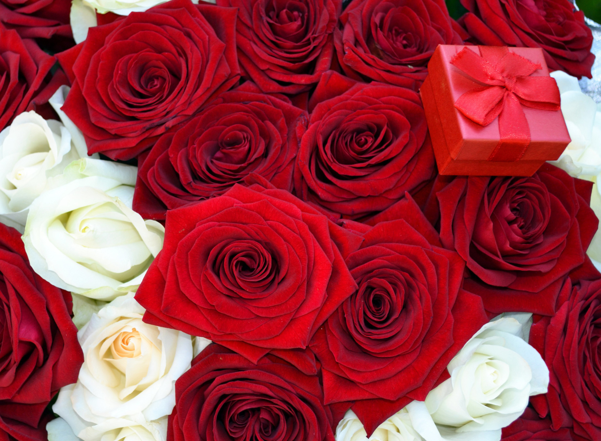 Das Roses for Propose Wallpaper 1920x1408