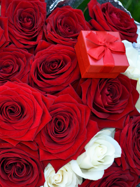 Das Roses for Propose Wallpaper 480x640