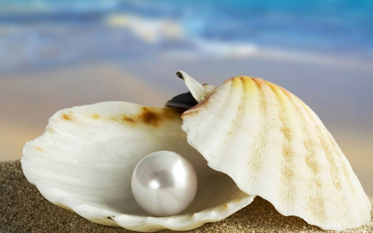 Sfondi Pearl And Seashell 1280x800