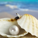 Fondo de pantalla Pearl And Seashell 128x128