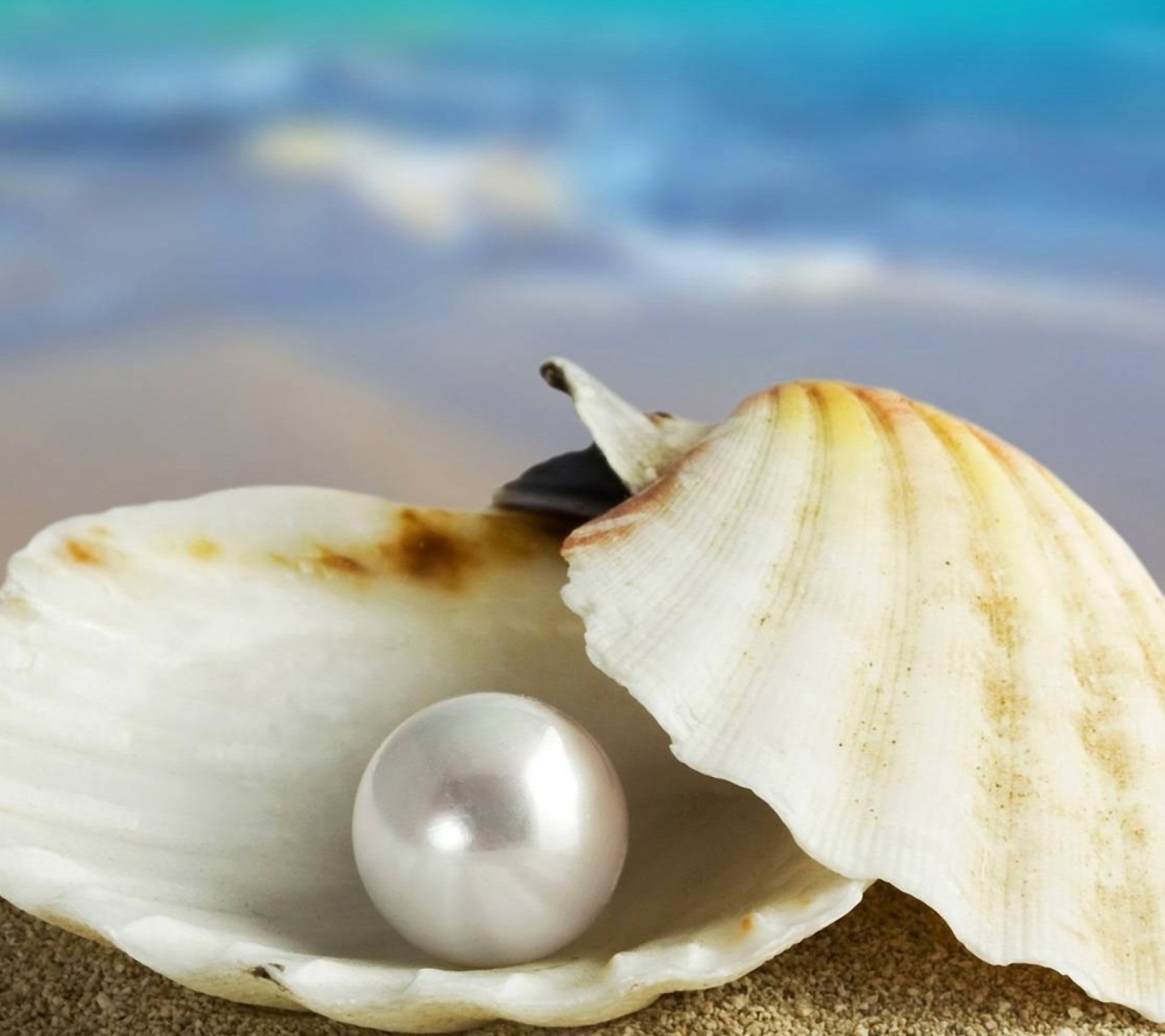 Fondo de pantalla Pearl And Seashell 1440x1280