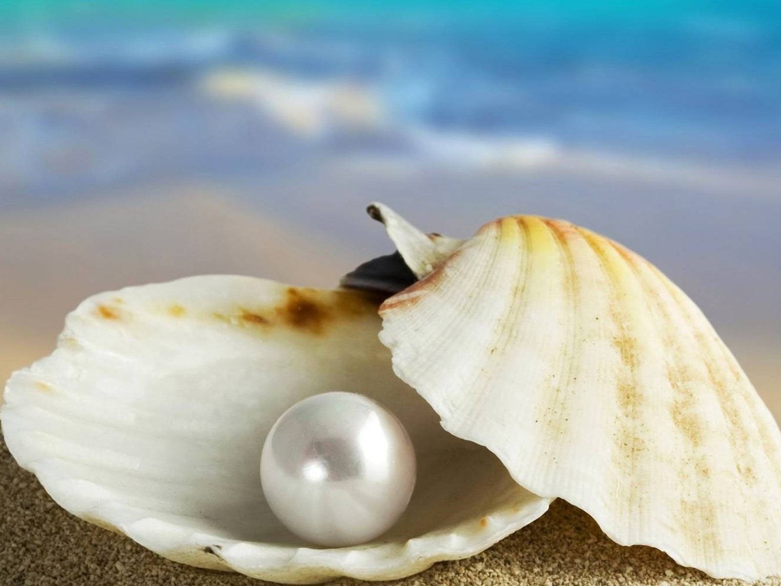 Fondo de pantalla Pearl And Seashell 1600x1200