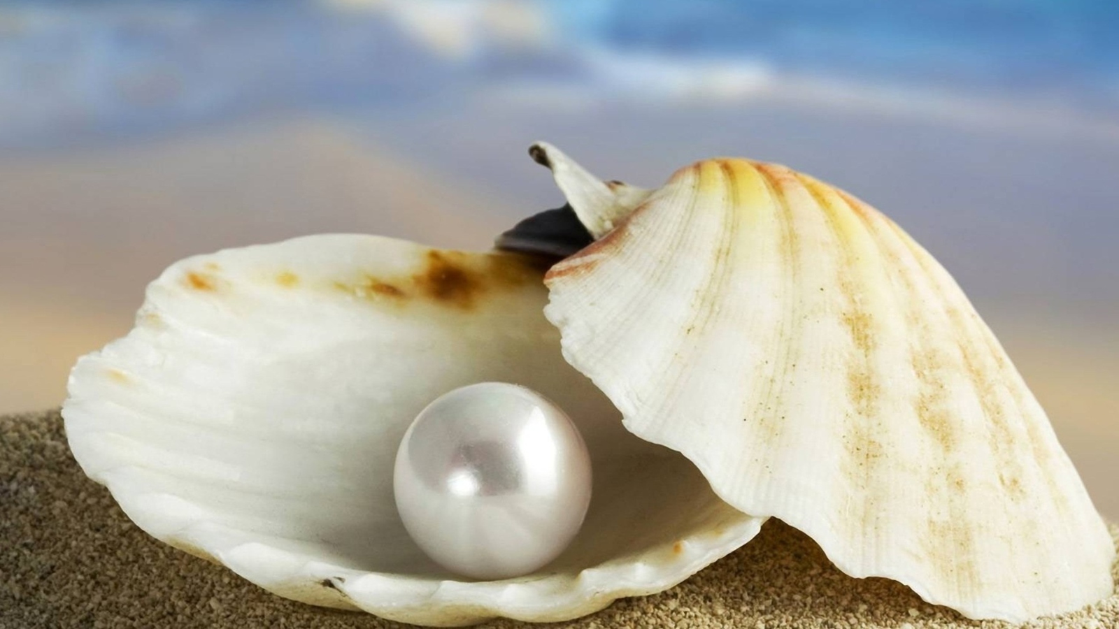 Sfondi Pearl And Seashell 1600x900