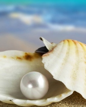 Das Pearl And Seashell Wallpaper 176x220