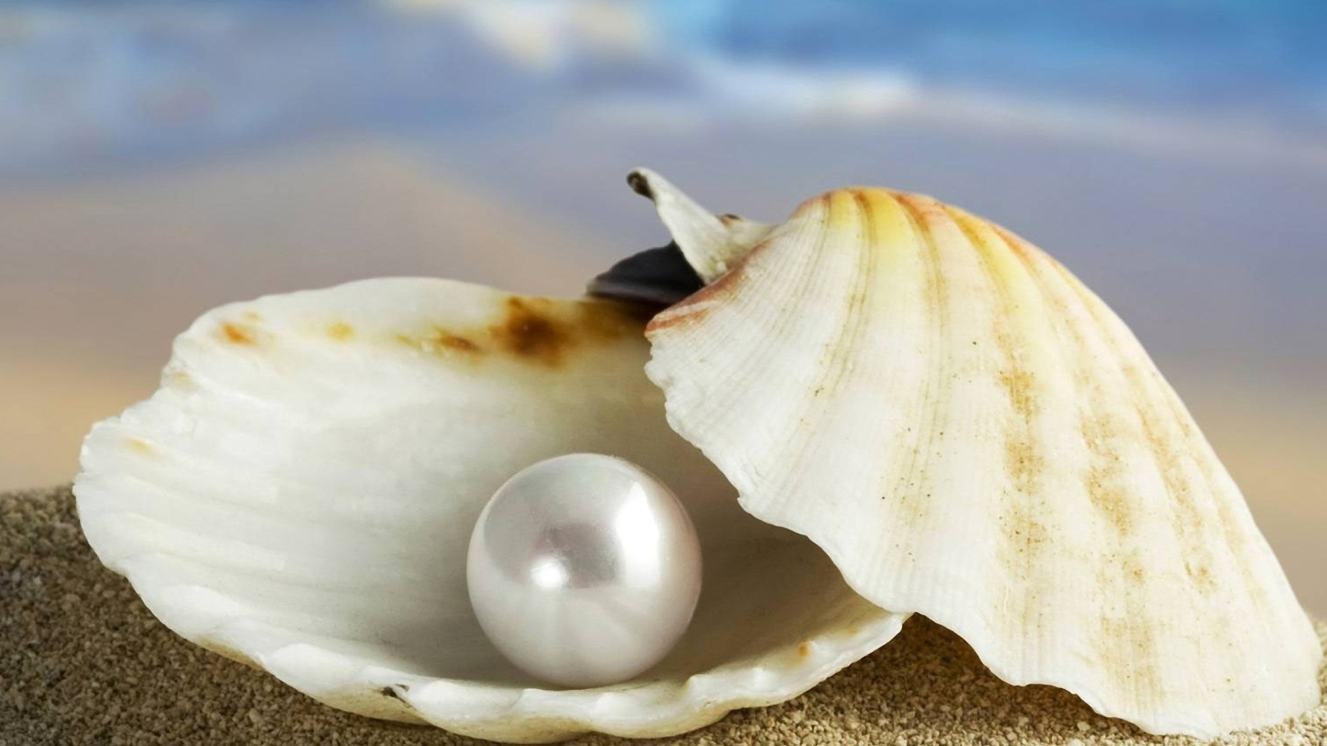 Pearl And Seashell wallpaper 1920x1080