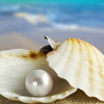 Sfondi Pearl And Seashell 208x208