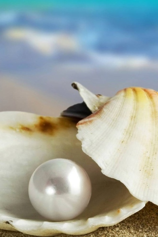 Pearl And Seashell wallpaper 320x480