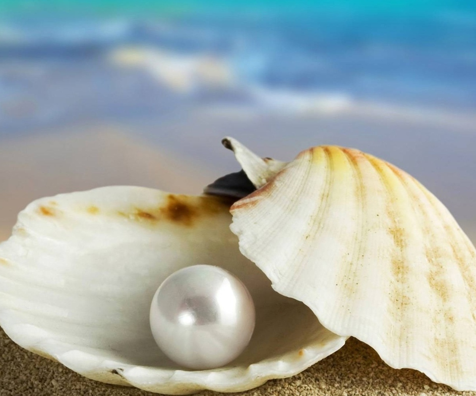 Обои Pearl And Seashell 960x800