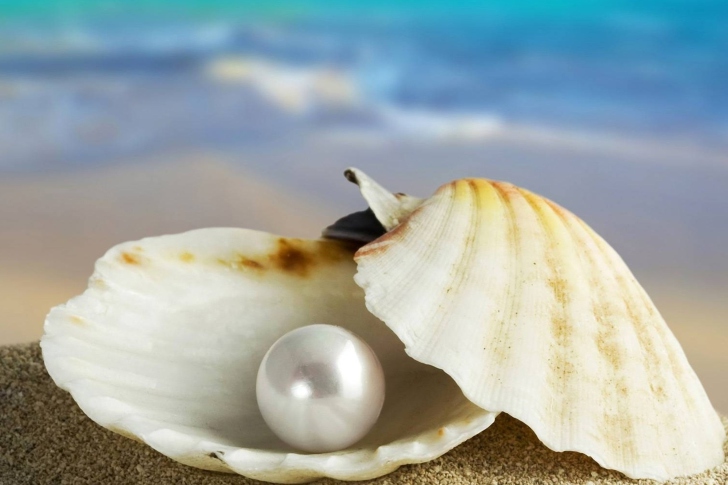 Sfondi Pearl And Seashell