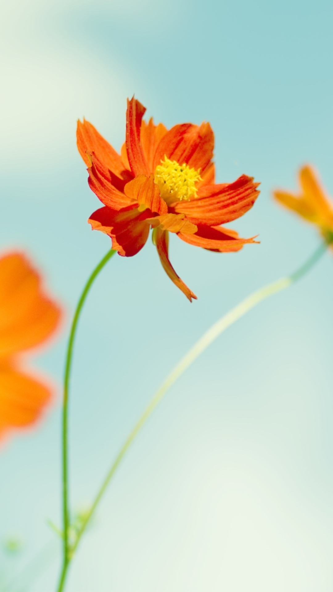 Cosmos Flowers screenshot #1 1080x1920