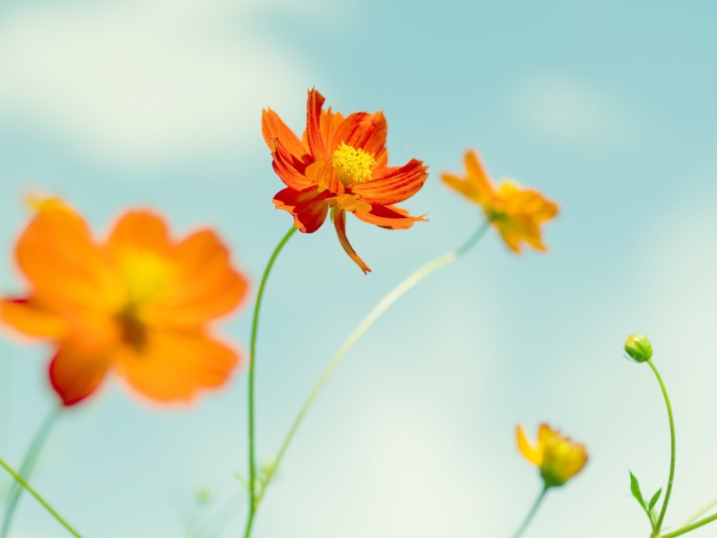 Обои Cosmos Flowers 800x600