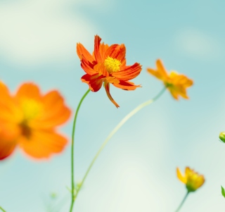 Cosmos Flowers Wallpaper for Nokia 8800