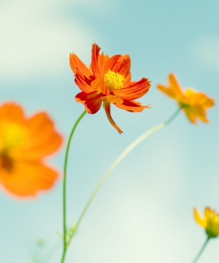 Kostenloses Cosmos Flowers Wallpaper für 1080x1920