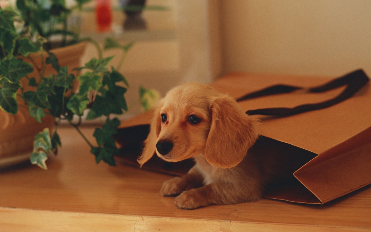 Screenshot №1 pro téma Puppy In Paper Bag 1280x800