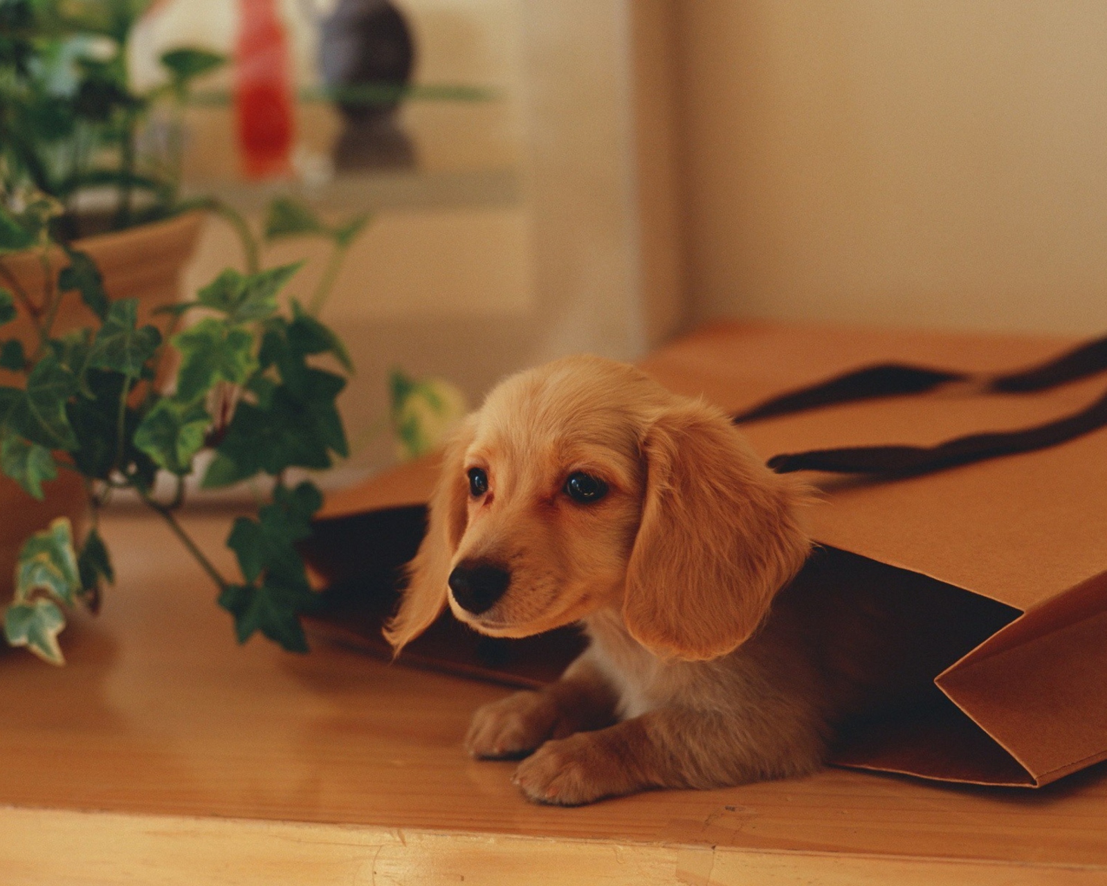 Puppy In Paper Bag wallpaper 1600x1280