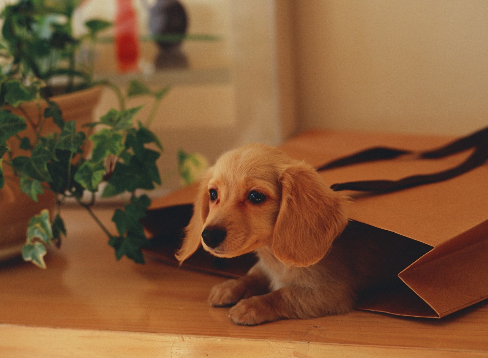 Fondo de pantalla Puppy In Paper Bag 1920x1408