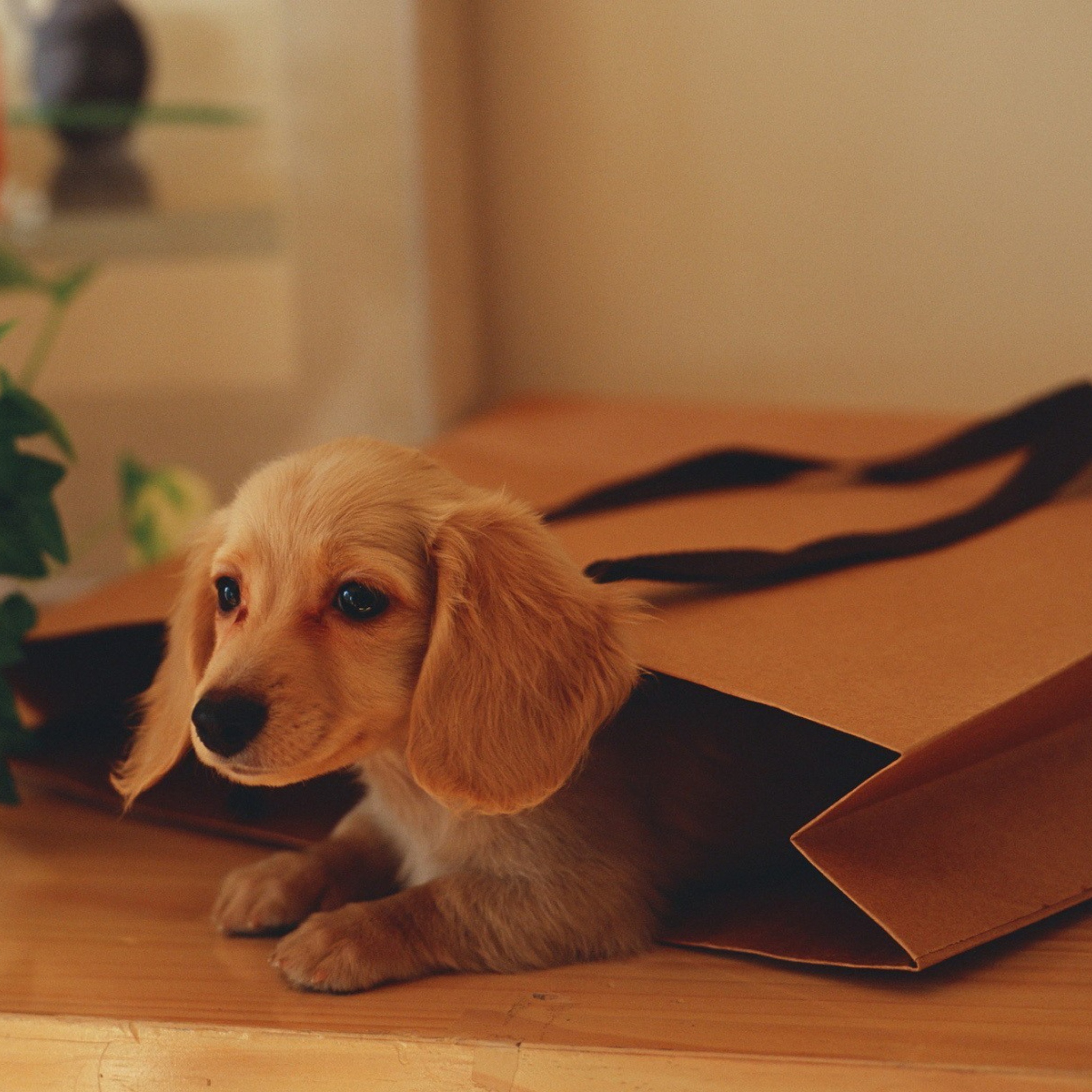Sfondi Puppy In Paper Bag 2048x2048