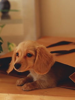 Puppy In Paper Bag screenshot #1 240x320