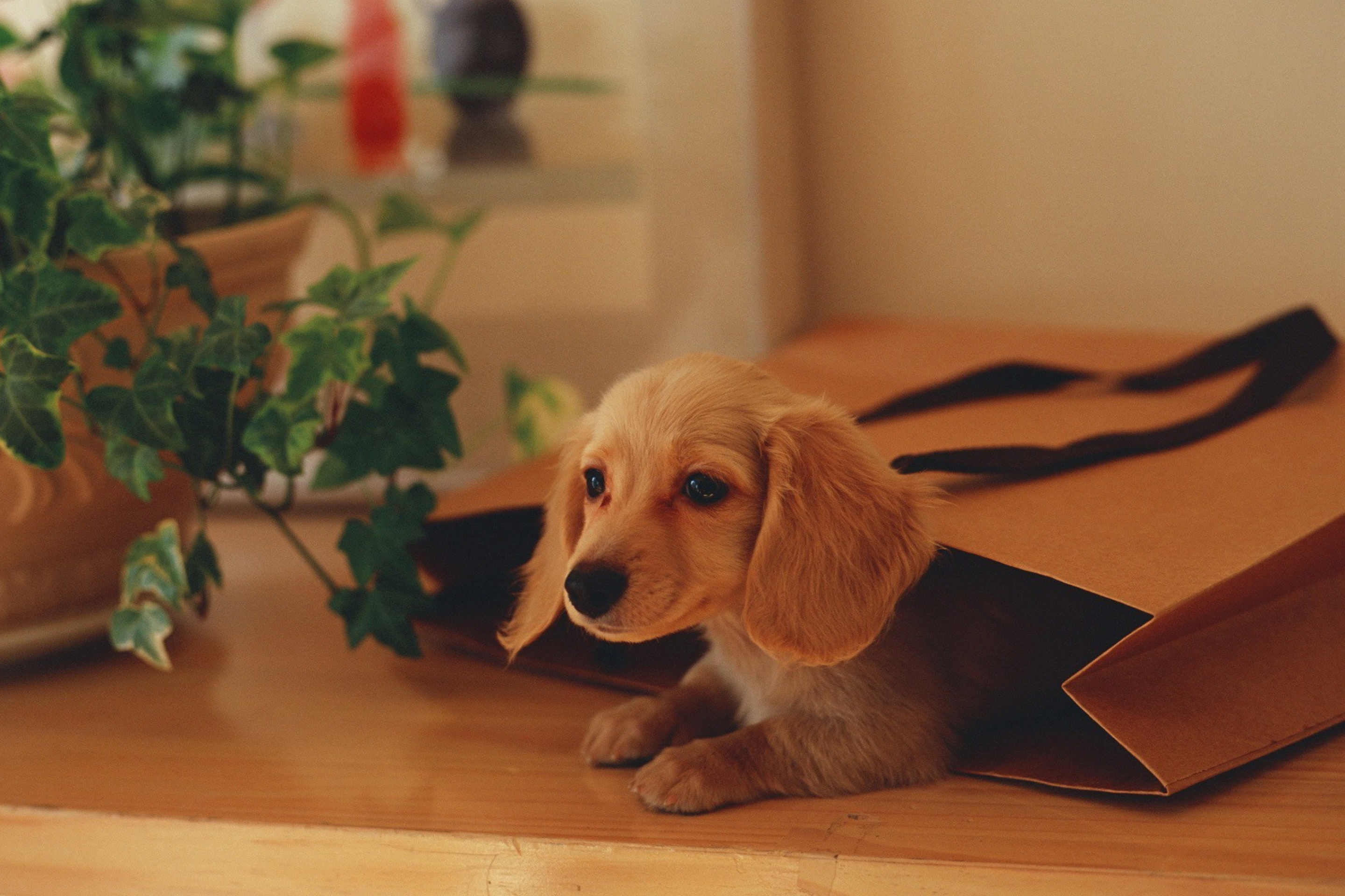 Fondo de pantalla Puppy In Paper Bag 2880x1920