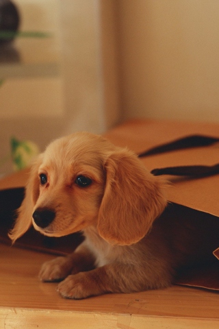 Обои Puppy In Paper Bag 320x480