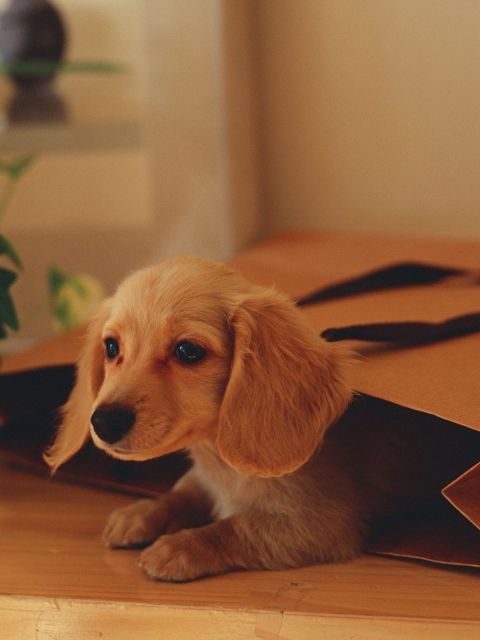Puppy In Paper Bag screenshot #1 480x640