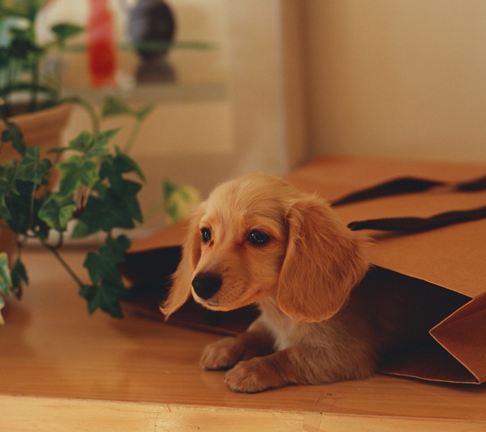 Обои Puppy In Paper Bag 960x854