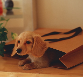 Kostenloses Puppy In Paper Bag Wallpaper für iPad mini