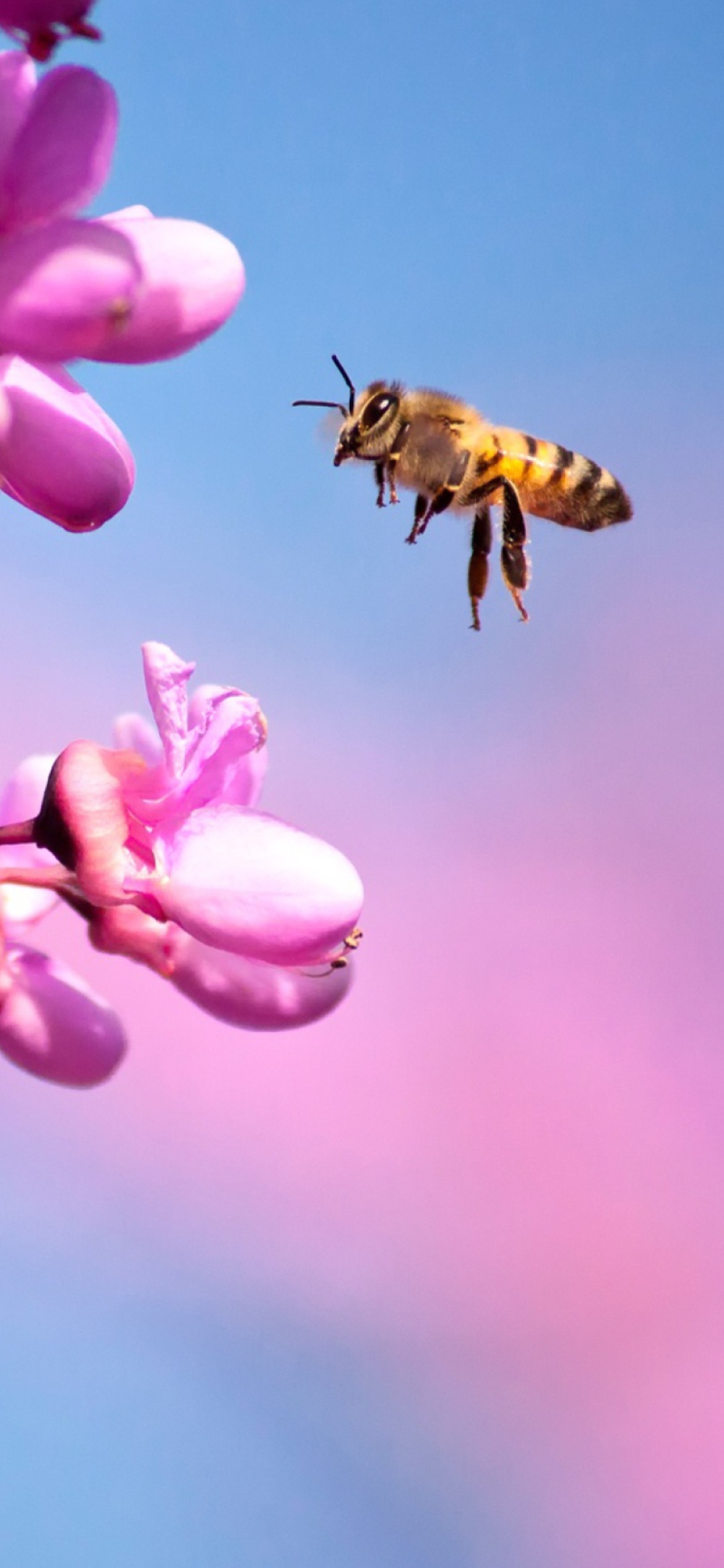 Purple Flowers And Bee wallpaper 1170x2532