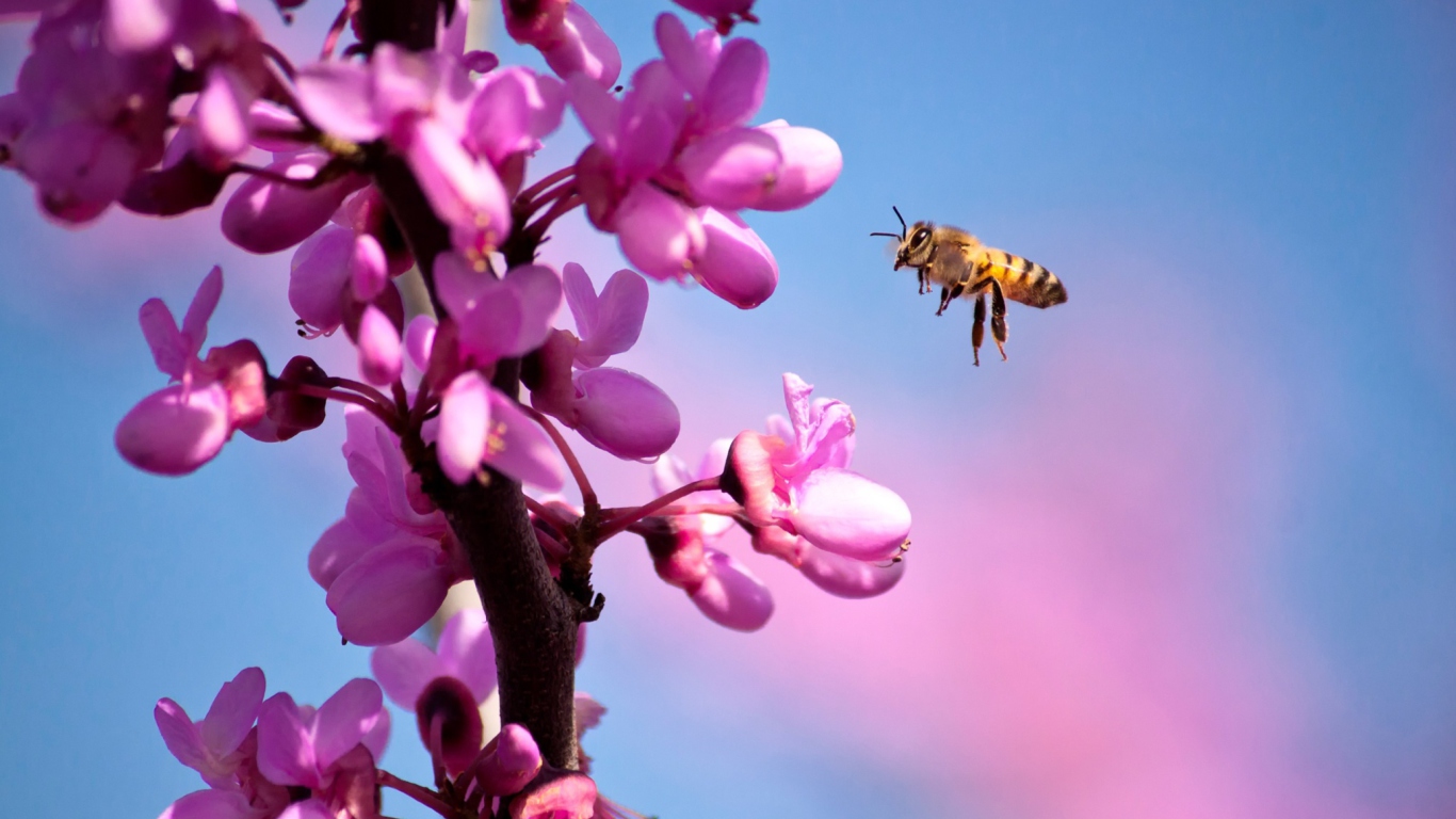 Purple Flowers And Bee wallpaper 1366x768