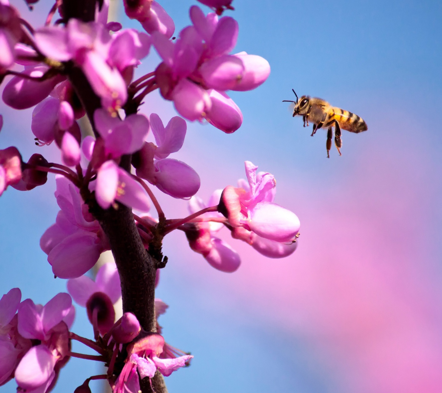 Purple Flowers And Bee wallpaper 1440x1280
